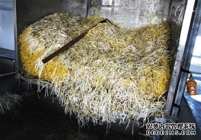 大興豆芽非法生產“基地”的車間內，已經生產出來的豆芽正在等待最后一道清洗工序。這些豆芽的長度接近20厘米，遠遠超過正常豆芽。