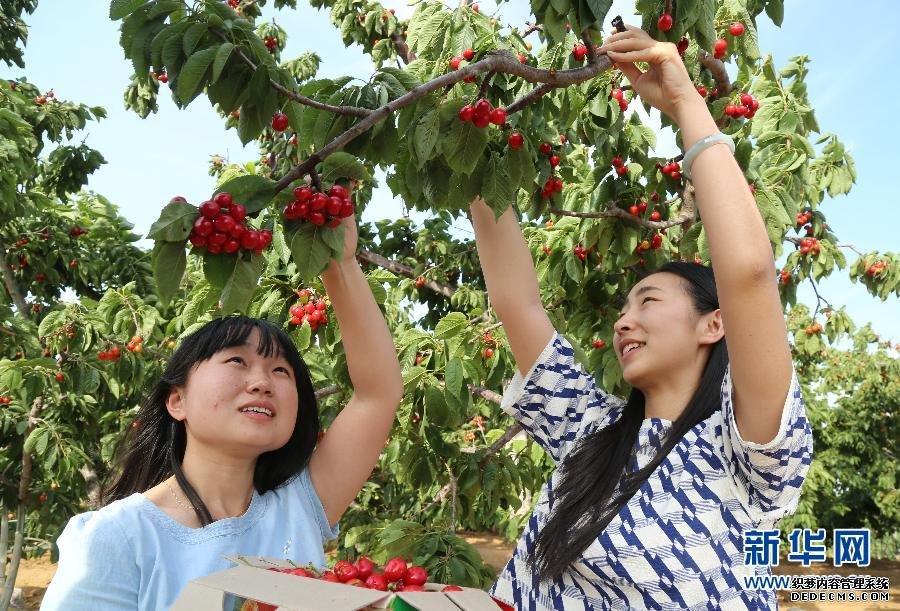 （晚報）櫻桃飄香盤活城郊農(nóng)家采摘經(jīng)濟(jì)