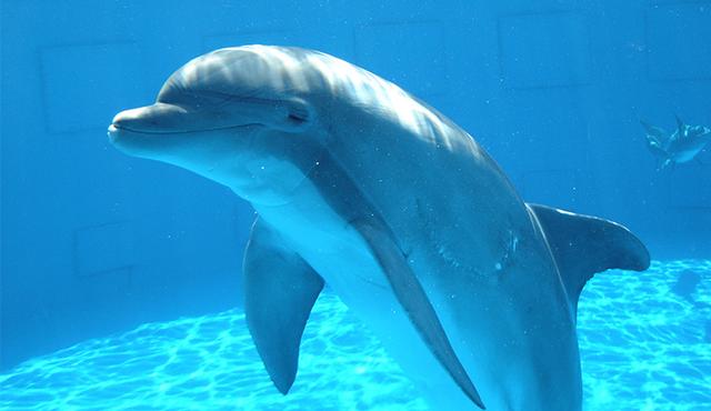 6頭瓶鼻海豚順利運抵秦皇島隔離場