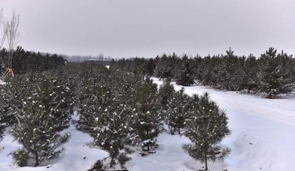 雪中的雄安新區(qū)千年秀林。劉向陽 攝